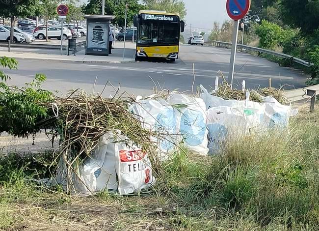 Part de les plantes recollides. Autor: Plant for the Planet