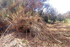 Eliminació de canya. Autor: XPN