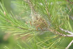 Primers estadis de l'eruga. Autor: XPN