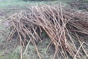 Canya eliminada. Autor: XPN