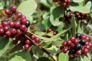 Aladern. Autor: Aloc