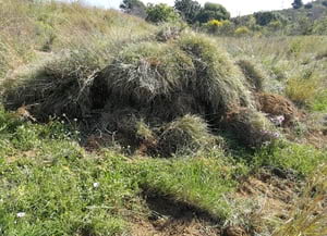 Cua de conill. Autor: XPN