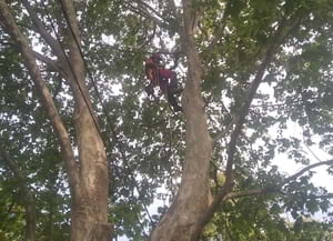 Tasques de poda. Autor: Cesc Vilarubies