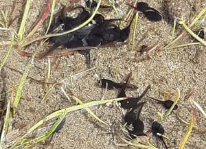 Detall dels capgrossos al toll temporal. Autor: XPN