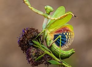 'Ostentació de poder' (fragment), 1r premi<br />Flora i fauna. Autor: Antonio Garballo