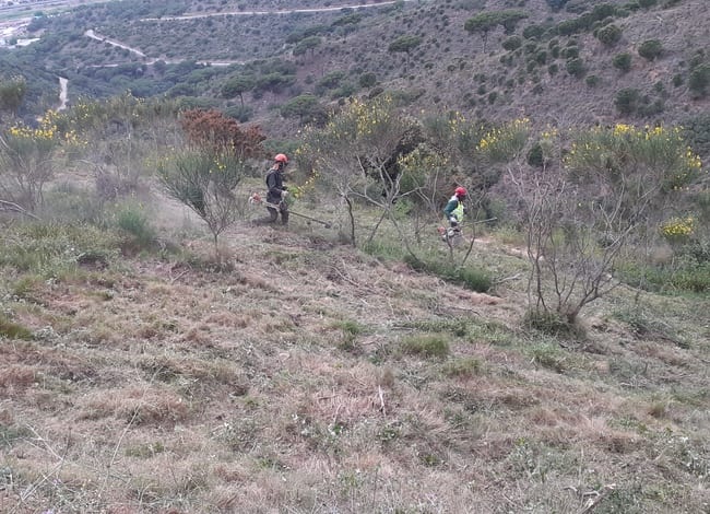 Actuacions a les franges de prevenció d'incendis. Autor: XPN