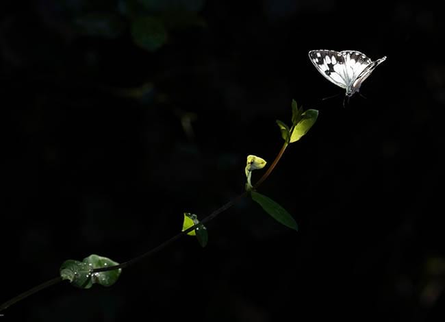 Premi a la millor fotografia de fauna i flora. <br />Autor: Felicià Sabater