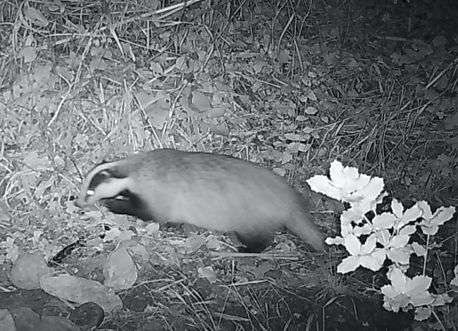 Toixó (Meles meles) detectat per una càmera de fototrampeig al Parc de la Serralada de Marina. Autor: XPN