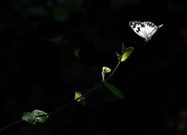 Imatge guanyadora de la categoria Flora i/o fauna de l'edició 2021. Autora: Felícia Sabater