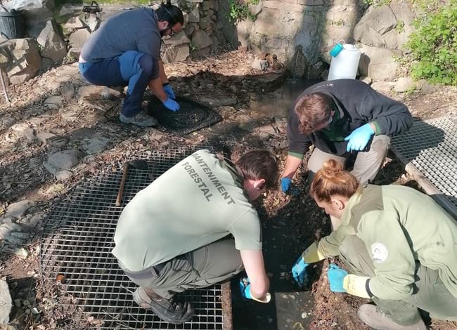 Moment de la recollida dels amfibis aplicant les mesures de bioseguretat. Autor: GRENP