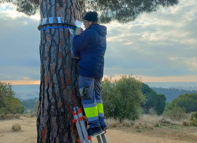 Col·locació dels anells de control de la processionària. Autor: Centroplag