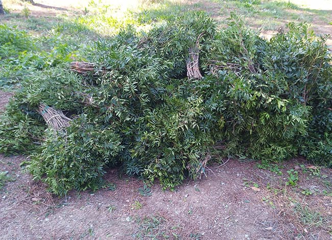 Feixos de llentiscle confiscats. Autor: XPN