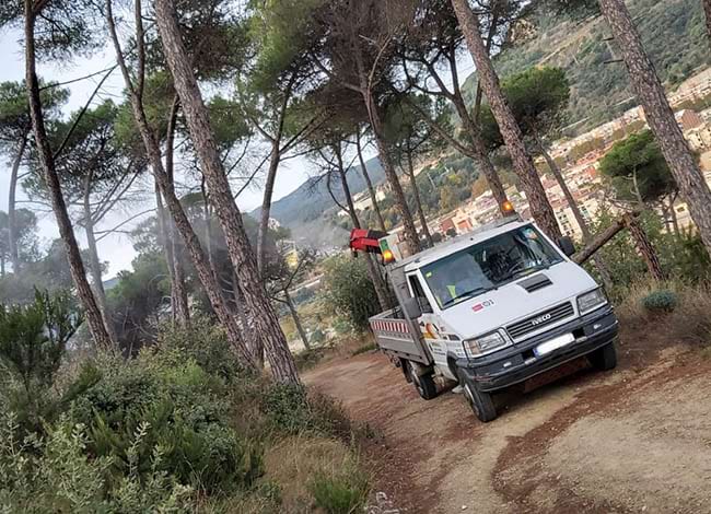 El tractament del <i>Bacillus thuringiensis var. kurstaki</i>. Autor: XPN