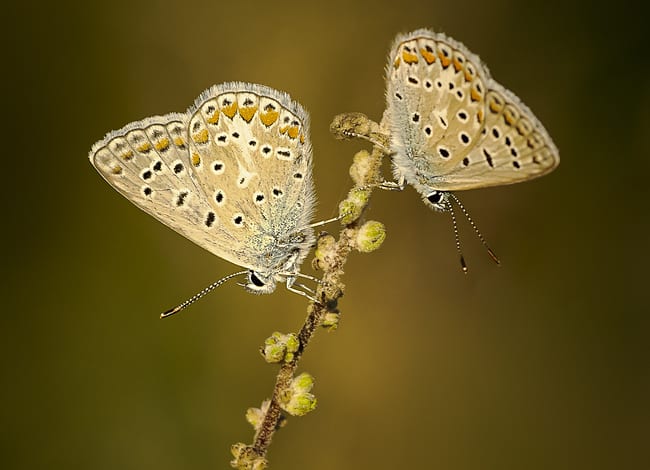 Imatge del 10è Concurs Fotogràfic del Parc de la Serralada de Marina. Autor: Jesús Crespo