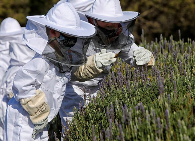 Apiari didàctic a Collserola. Autoria: Parc Natural de la Serra de Collserola