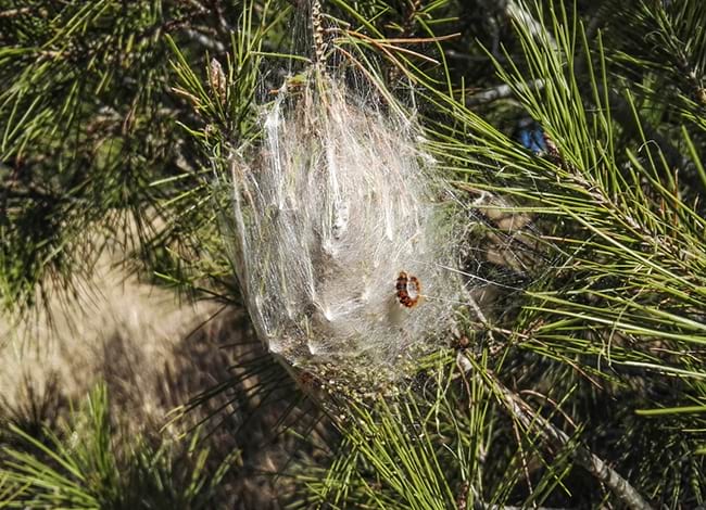 Bossa de processionària a les branques d'un pi. Autoria: Parc Natural de la Serra de Collserola