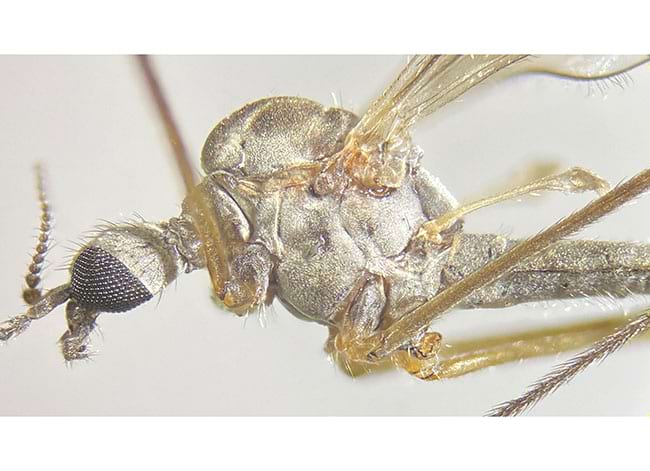 L'insecte que s'ha descobert com a espècie nova. Autor: Jorge Mederos