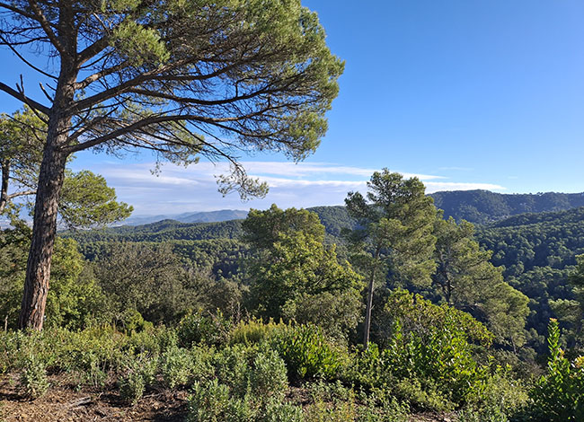 Entorn de les finques de les quals s'ha elaborat el Pla tècnic de gestió i millora forestal. Autoria: Anthesis - LaVola