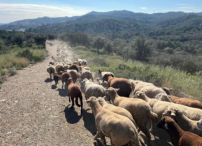 Transterminància del ramat entre Can Coll i Ca n'Oller. Autoria: Parc Natural de la Serra de Collserola