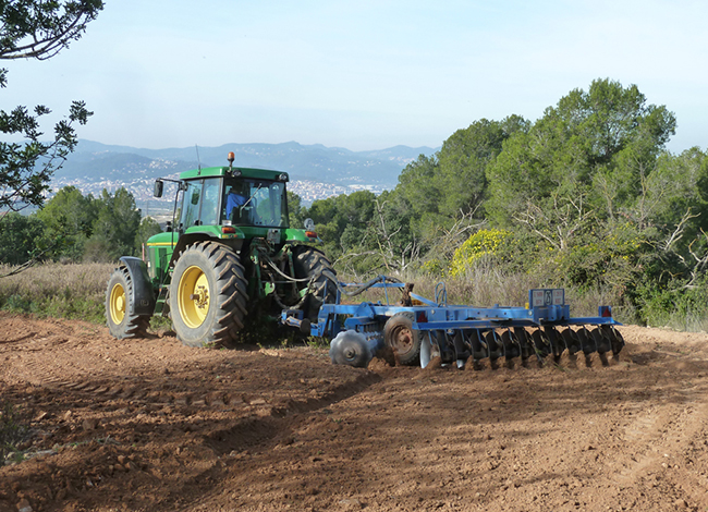 Campsa sembrats a la Salut. Autor: CPNSC