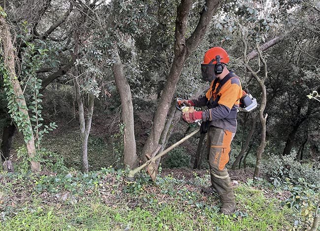 Desbrossament del bosc. Autoria: Parc Natural de la Serra de Collserola