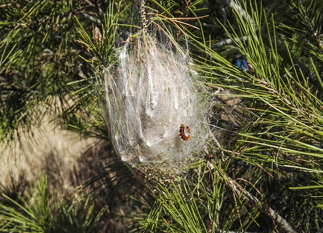 Niu d'erugues en un dels pins del Parc Natural. Autoria: Consorci del Parc Natural de la Serra de Collserola