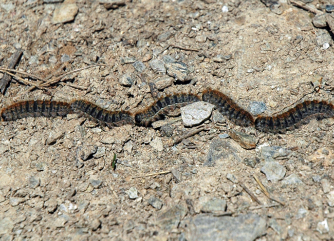La presència d'erugues pot suposar un risc per a la salut de persones i animals domèstics. Autoria: Consorci del Parc Natural de la Serra de Collserola