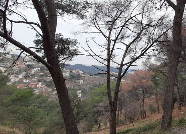 Actuacions forestals. Autor: CPNSC