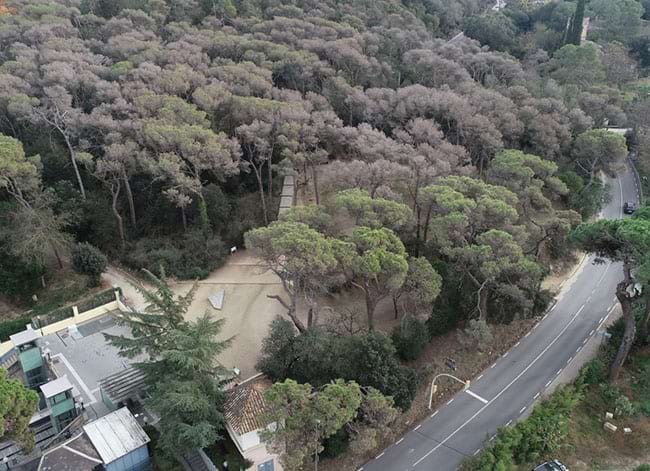 Estat de la pineda del Baixador de Vallvidrera. Novembre 2023. Autor: CPNSC