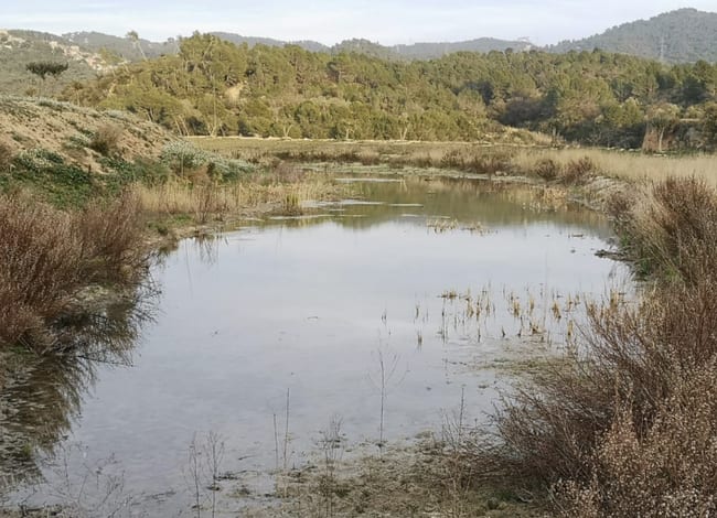 Bassa a la finca de les Llicorelles. Autor: CPNSC