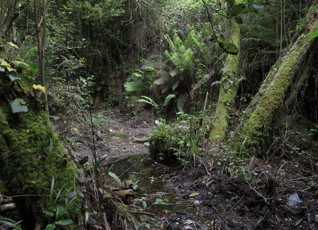 Riera de Vallvidrera. Autor: CPNSC