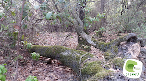 Bosc de Can Domènech. Autor: Acciónatura