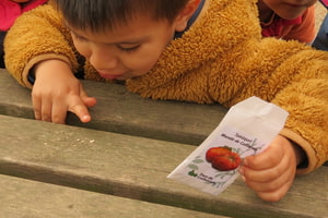 Llavors de tomàquet Mandó. Autor: CPNSC