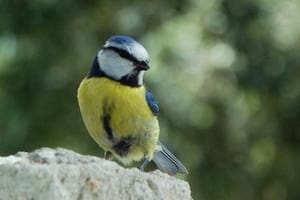 Mallerenga. Autor: CPNSC