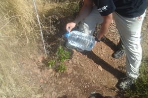 Manteniment dels plançons. Autor: CPNSC