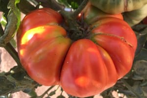 Tomàquet Mandó de Collserola. Autor: Joan Vilamú