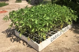 Plançons de tomàquet Mandó de Collserola. Autor: CPNSC