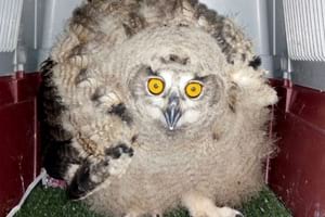 Pollet de duc. Autor: EBC-Biologia