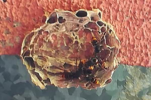 Rusc de vespa asiàtica. Autor: CPNSC