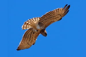 Àliga marcenca (Circaetus gallicus). Autora: Pilar Flores