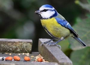 Mallerenga blava. Autor: CPNSC