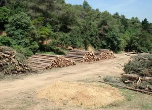 Gestió forestal. Autor: CPNSC