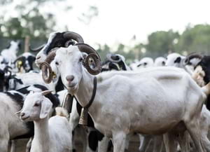 Cabres de Can Puig. Autor: CPNSC