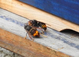 Exemplars de vespa asiàtica. Autor: CPNSC