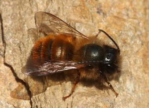 'Osmia cornuta'. Autor: José Luís Romero