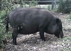 Porc vietnamita. Autor: CPNSC