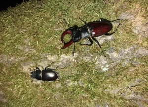 L'escanyapolls, un dels invertebrats censats. Autor: CPNSC