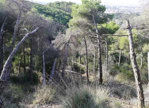 Mostra de la presència del Tomicus. Autor: CPNSC