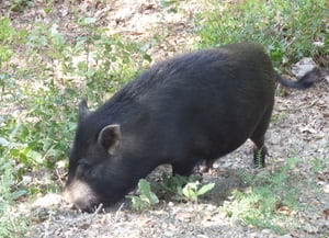 Porc senglar híbrid amb porc vietnamita. Autor: CPNSC