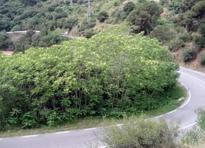 Massa d’ailant (Ailanthus altissima). Autor: CPNSC